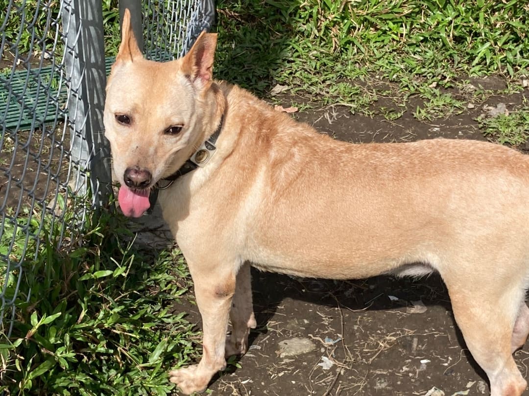 Photo of No. 108111101, Adult · Male · Medium · Mixed breed