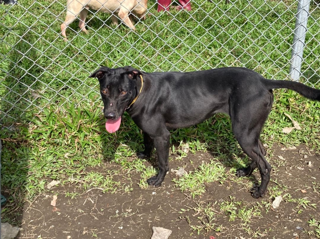 Photo of No. 110010504, Adult · Female · Medium · Mixed breed