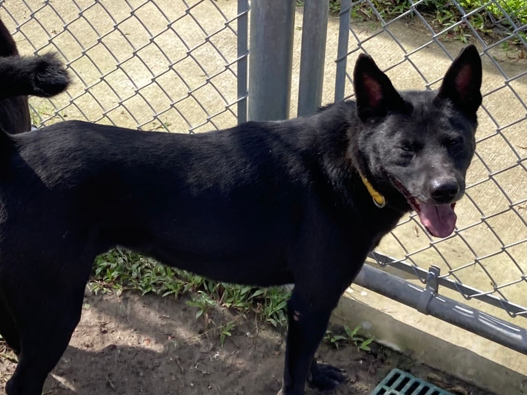 Black adult male mixed-breed dog, Medium, shelter no. …0101
