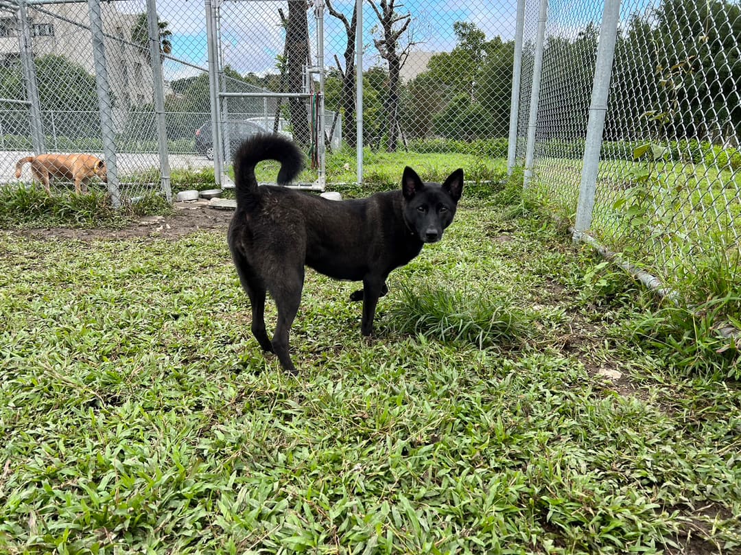 Photo of No. 106051907, Adult · Female · Medium · Mixed breed