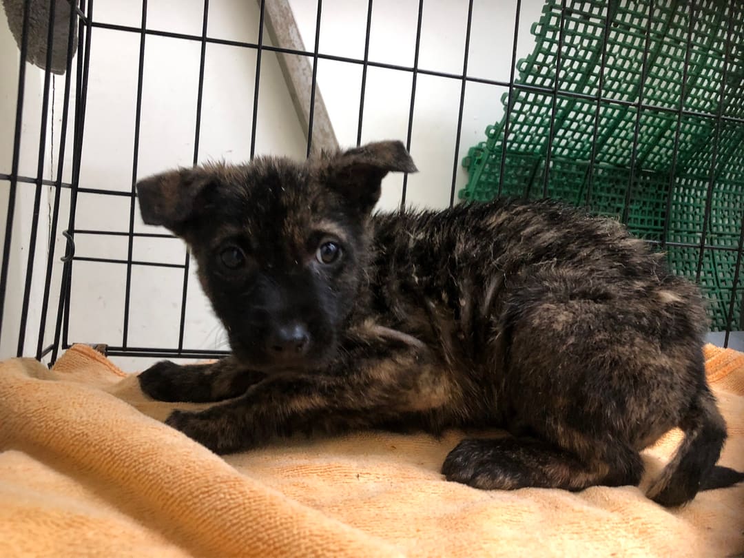 Tabby young male mixed-breed dog, Small, shelter no. …2111