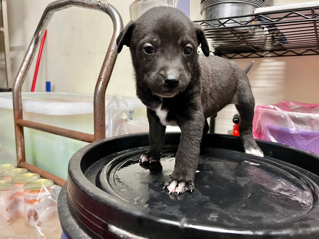 Photo of No. CAAAG1111222004, Young · Male · Small · Mixed breed