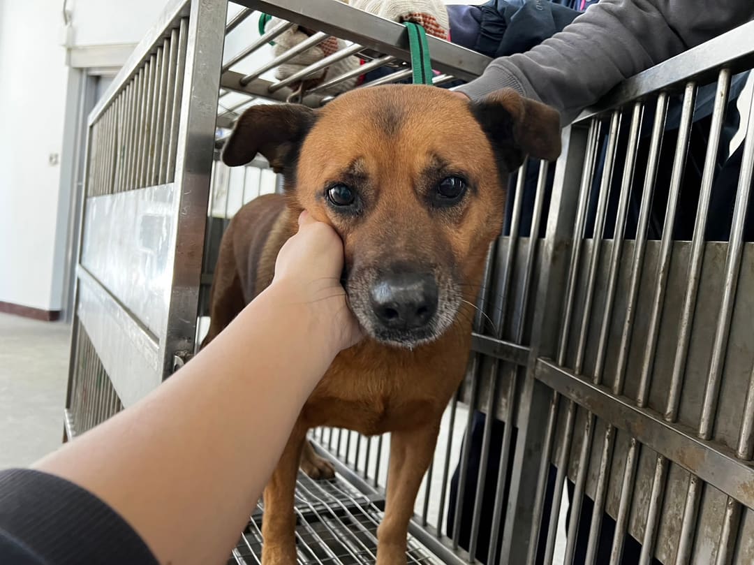 Photo of No. CAAAG1111222010, Adult · Male · Medium · Mixed breed