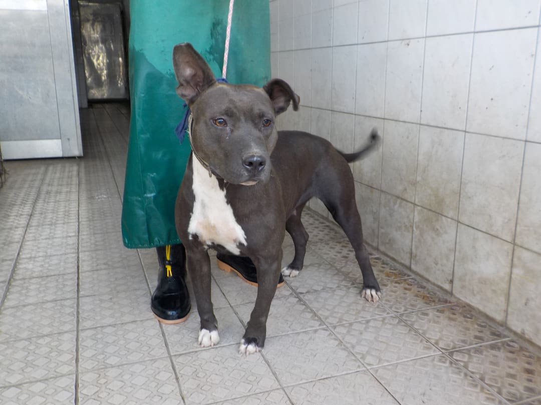 Photo of No. HAAAG1111221805, Adult · Female · Medium · Mixed breed