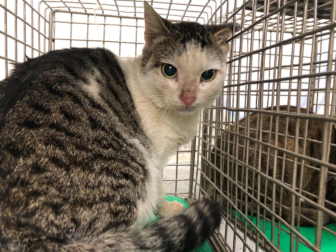 Photo of No. 111122306, Adult · Male · Medium · Mixed breed