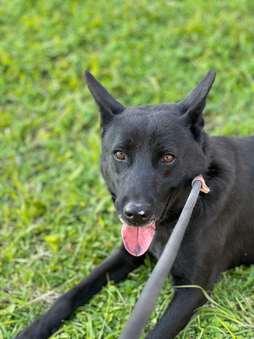 Photo of No. DAAAG1110725005, Adult · Male · Medium · Mixed breed