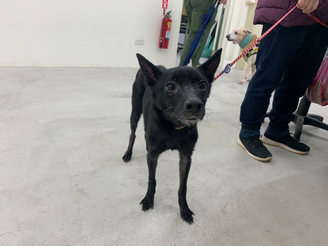 Photo of No. 111122901, Adult · Female · Medium · Mixed breed
