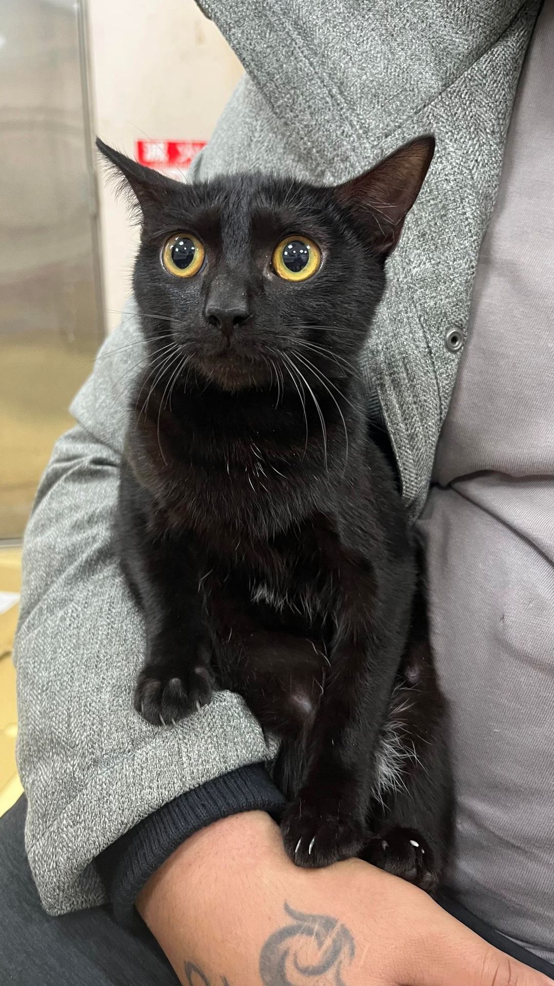 Photo of No. AAAEG1111229001, Young · Female · Small · Mixed breed