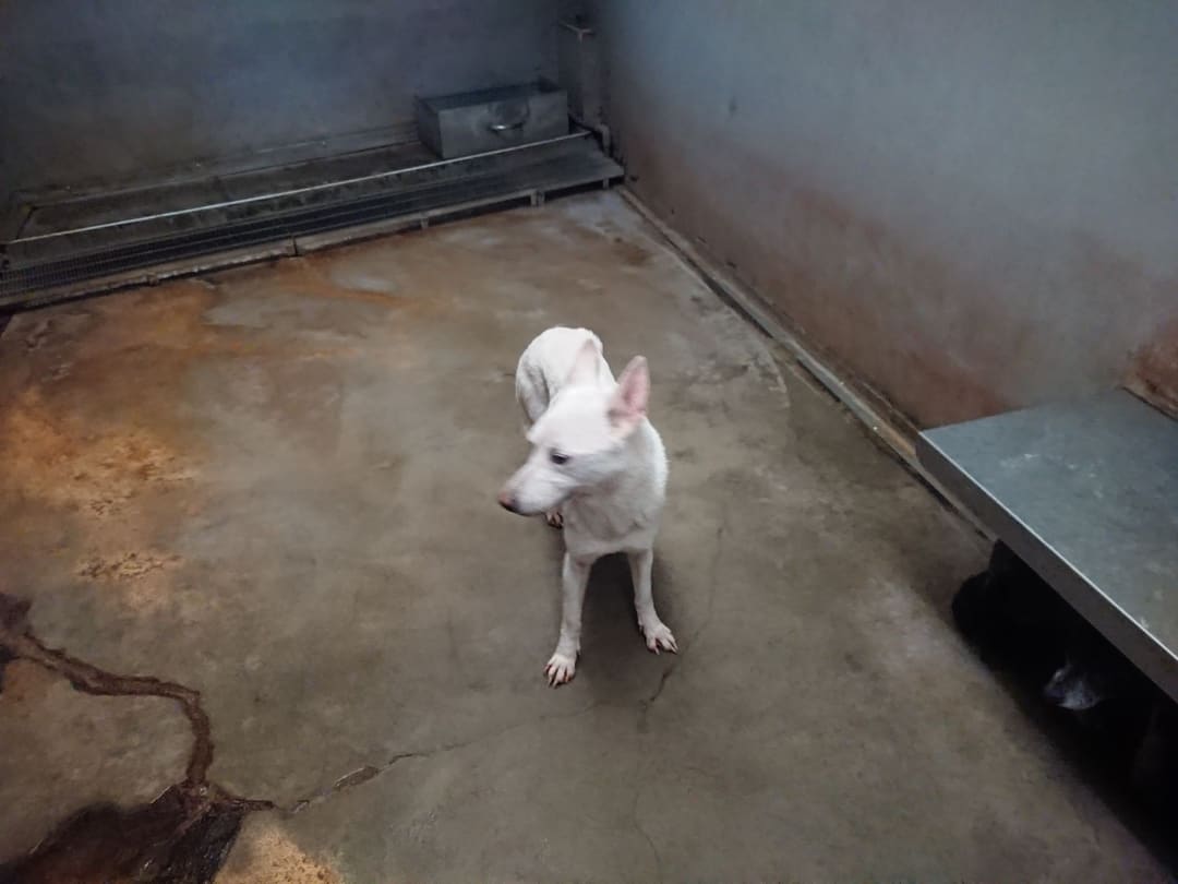 Photo of No. AAAHG1111230001, Adult · Female · Medium · Mixed breed