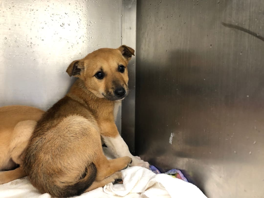 Photo of No. 112010411, Young · Male · Small · Mixed breed
