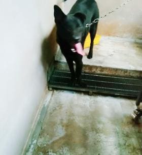 Photo of No. AAAHG1090519002, Adult · Male · Medium · Mixed breed