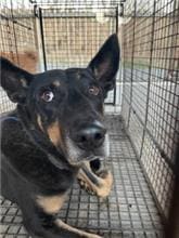 Photo of No. PAAAG1120109007, Adult · Male · Large · Mixed breed