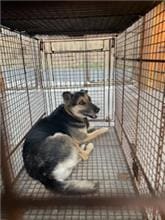 Photo of No. PAAAG1120109008, Adult · Male · Large · Mixed breed