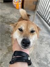 Photo of No. PAAAG1120109009, Adult · Female · Medium · Shiba Inu