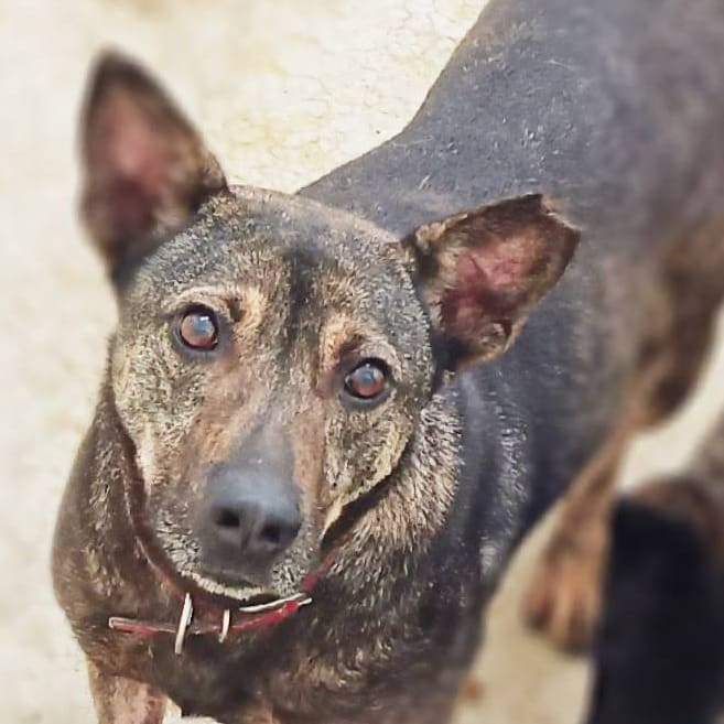 Black-and-brown adult male mixed-breed dog, Medium, shelter no. …0304