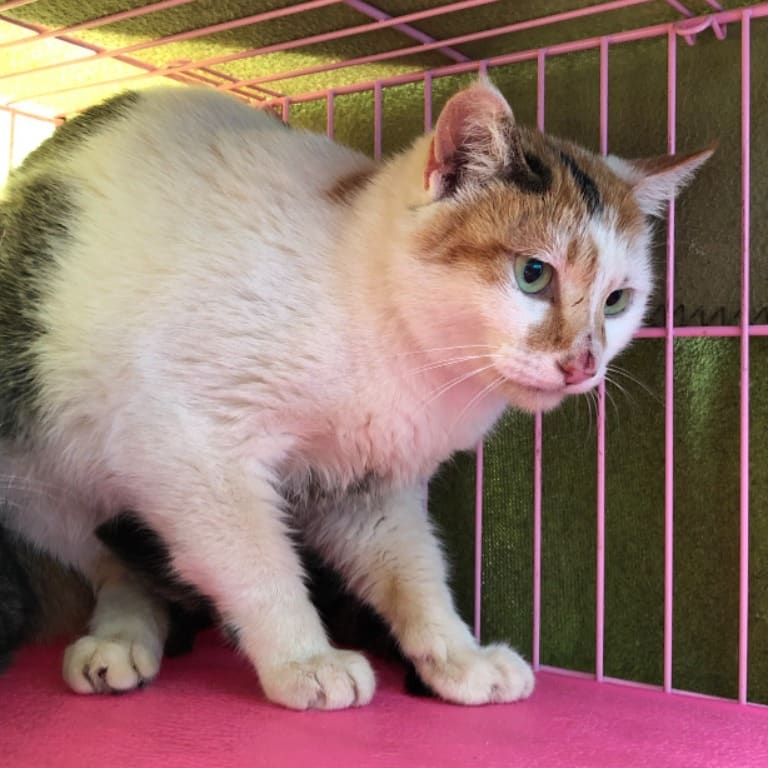 Photo of No. 112011203, Adult · Female · Medium · Mixed breed