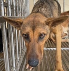 Photo of No. PAAAG1120111029, Adult · Male · Large · Mixed breed