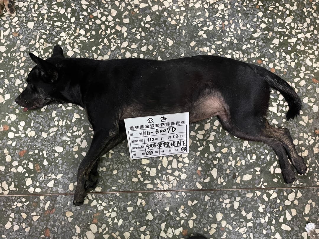 Photo of No. 112-B007D, Adult · Female · Large · Mixed breed