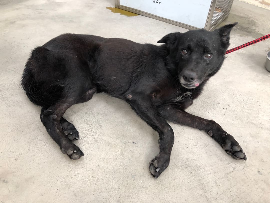 Photo of No. 112011303, Adult · Female · Medium · Mixed breed