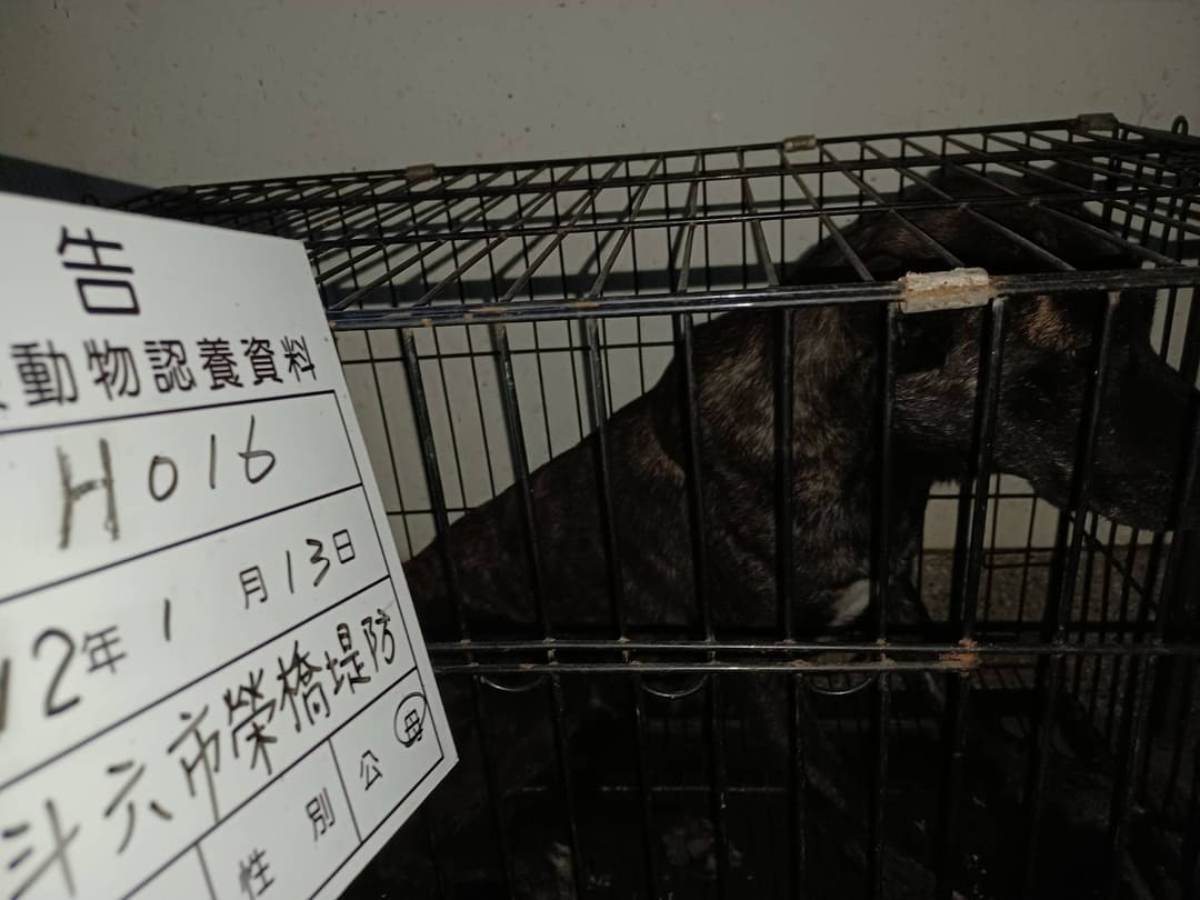 Photo of No. 112-H016D, Adult · Female · Large · Mixed breed
