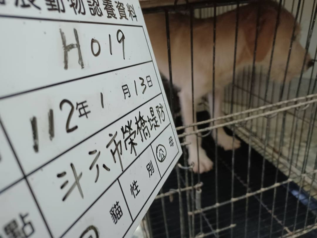 Photo of No. 112-H019D, Adult · Male · Large · Mixed breed