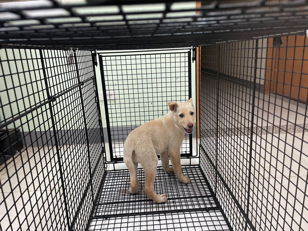 White young female mixed-breed dog, Small, shelter no. …2D02