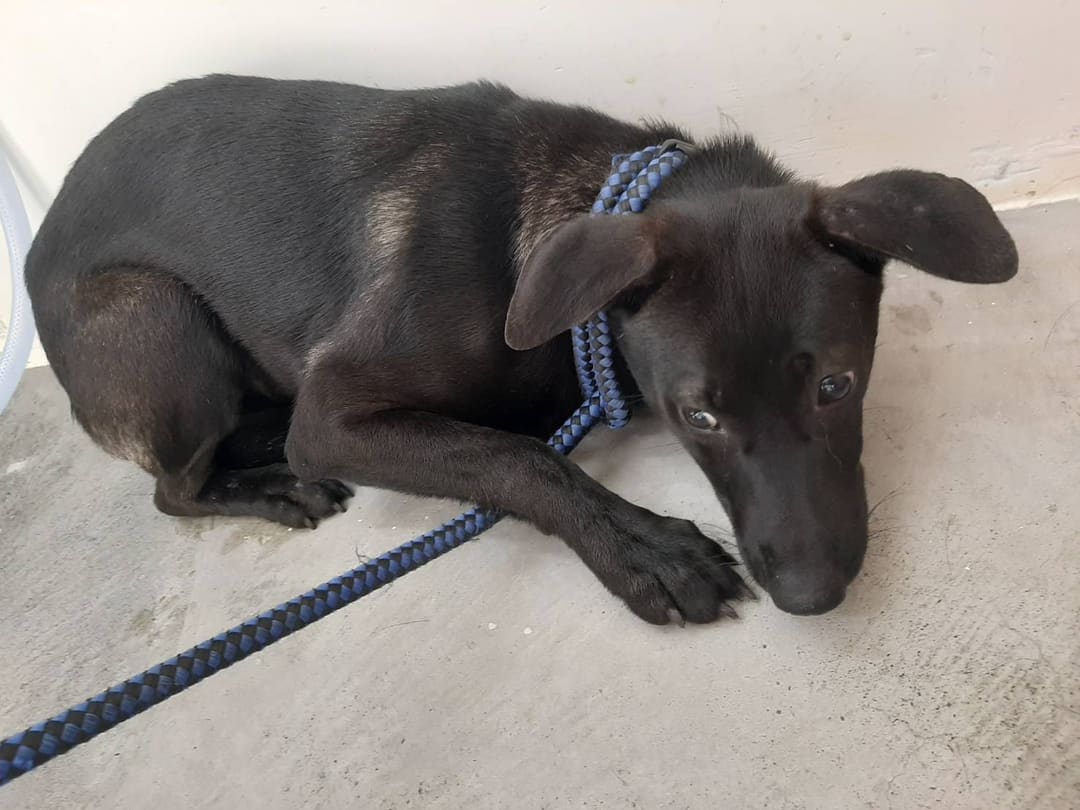 Photo of No. 112011402, Adult · Female · Medium · Mixed breed