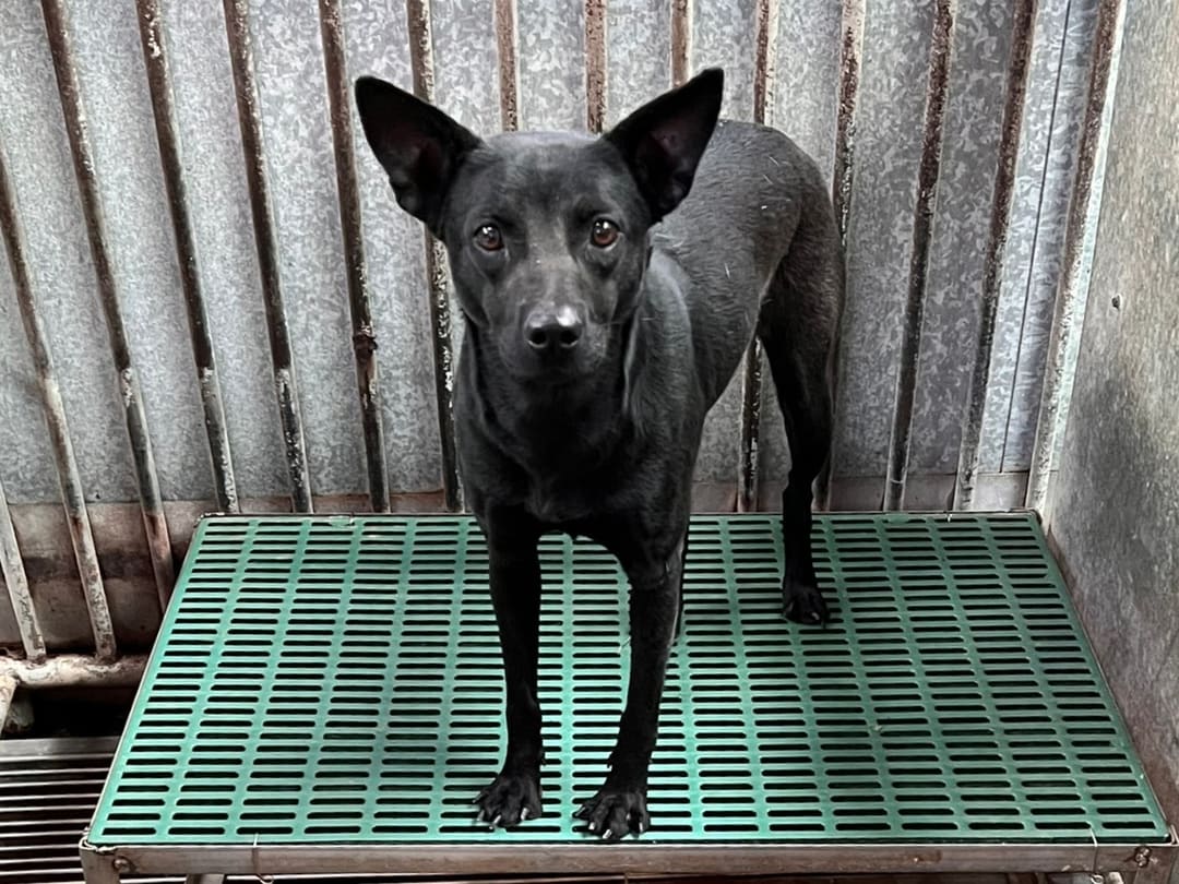Photo of No. GAAAG1120114003, Adult · Female · Medium · Mixed breed