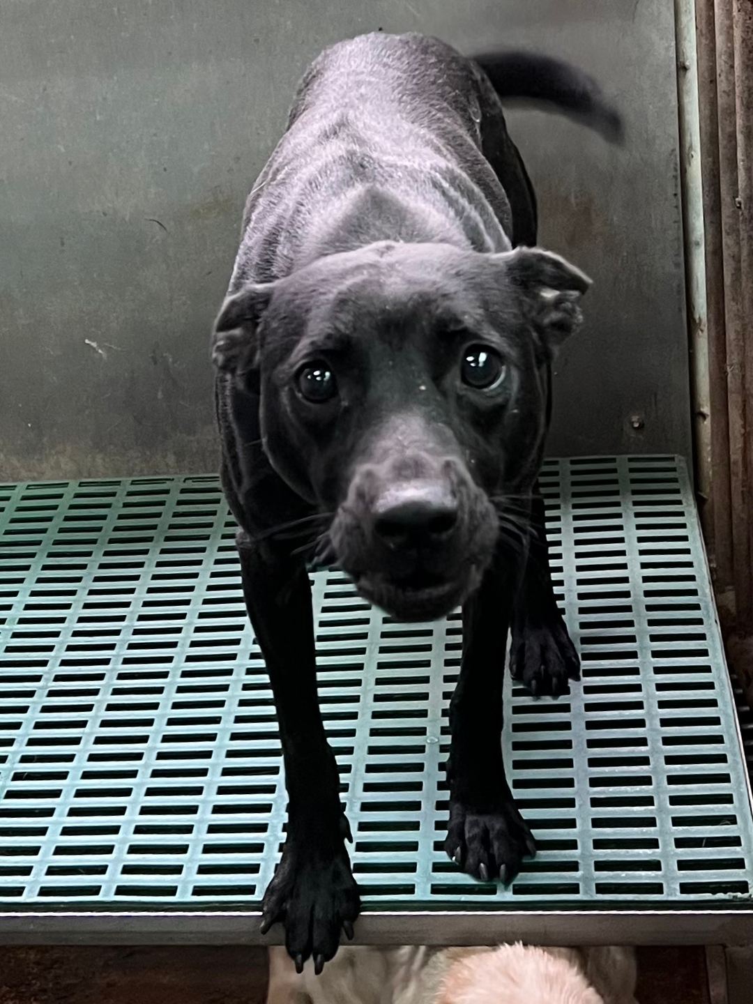Photo of No. GAAAG1120114004, Adult · Male · Medium · Mixed breed