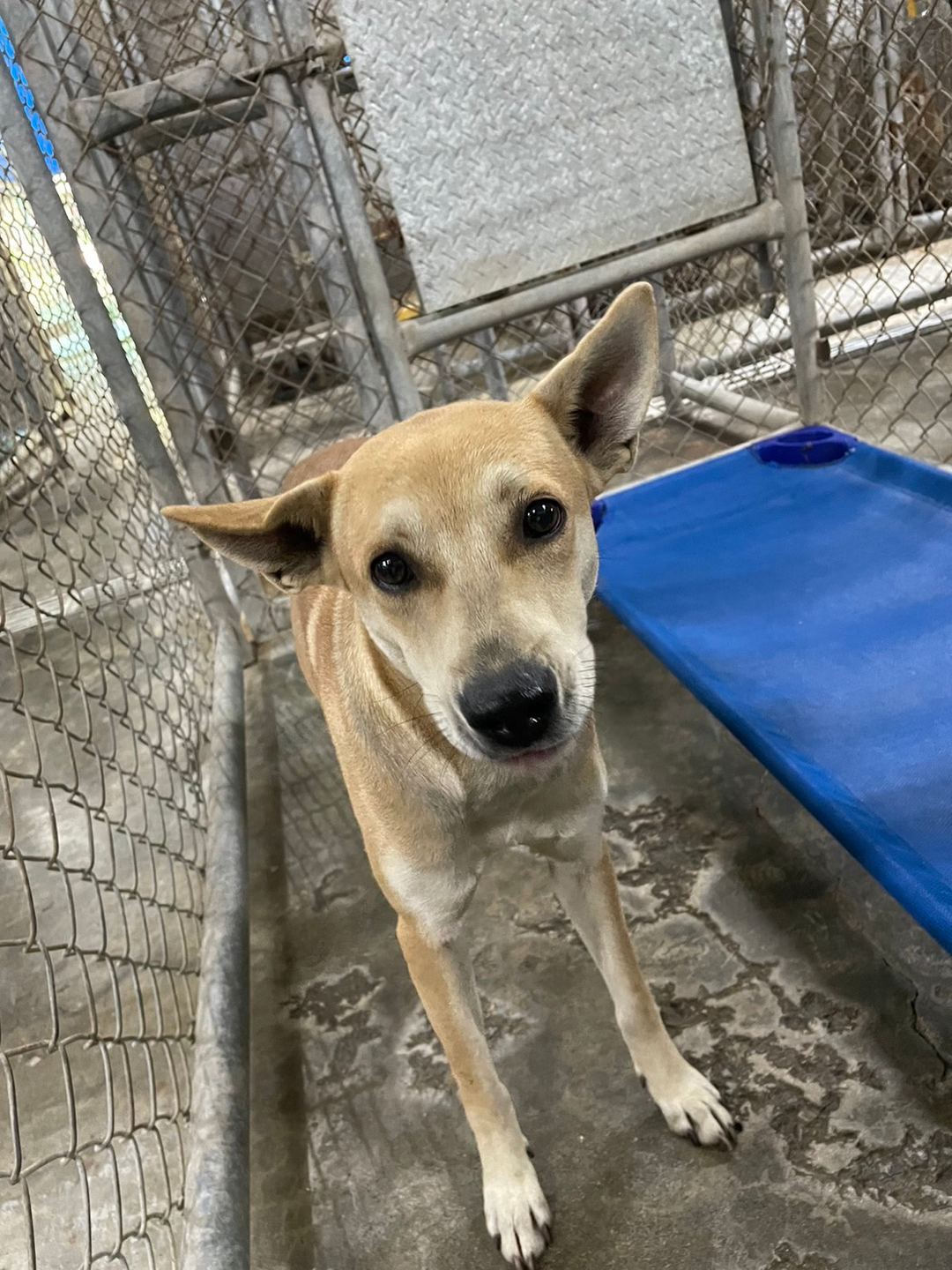 Photo of No. MAAAG1120118002, Adult · Female · Medium · Mixed breed