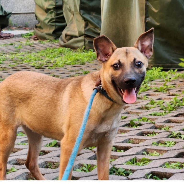 Photo of No. DAAAG1111003003, Young · Female · Small · Mixed breed