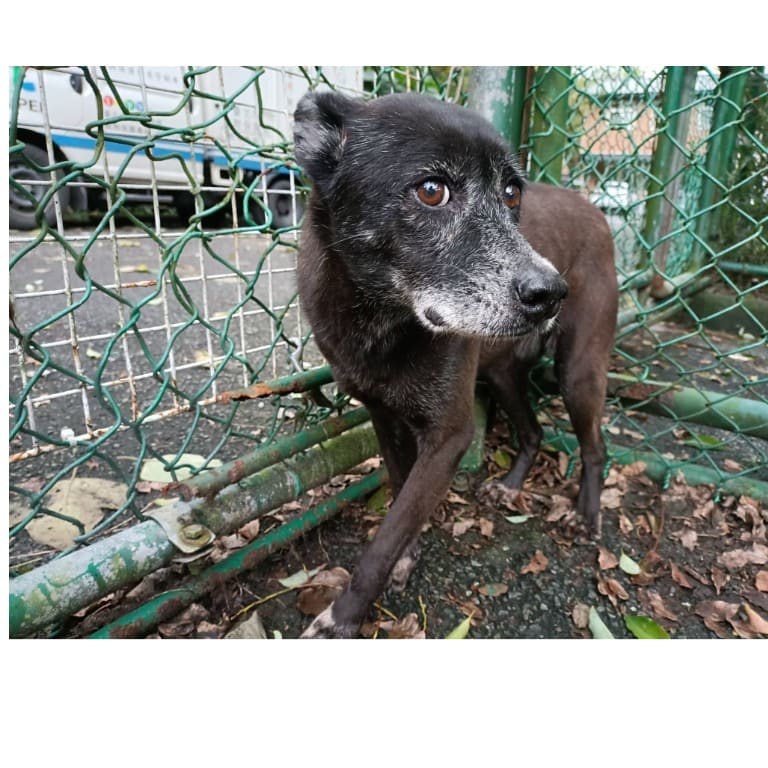 Photo of No. 103030912, Adult · Female · Medium · Mixed breed