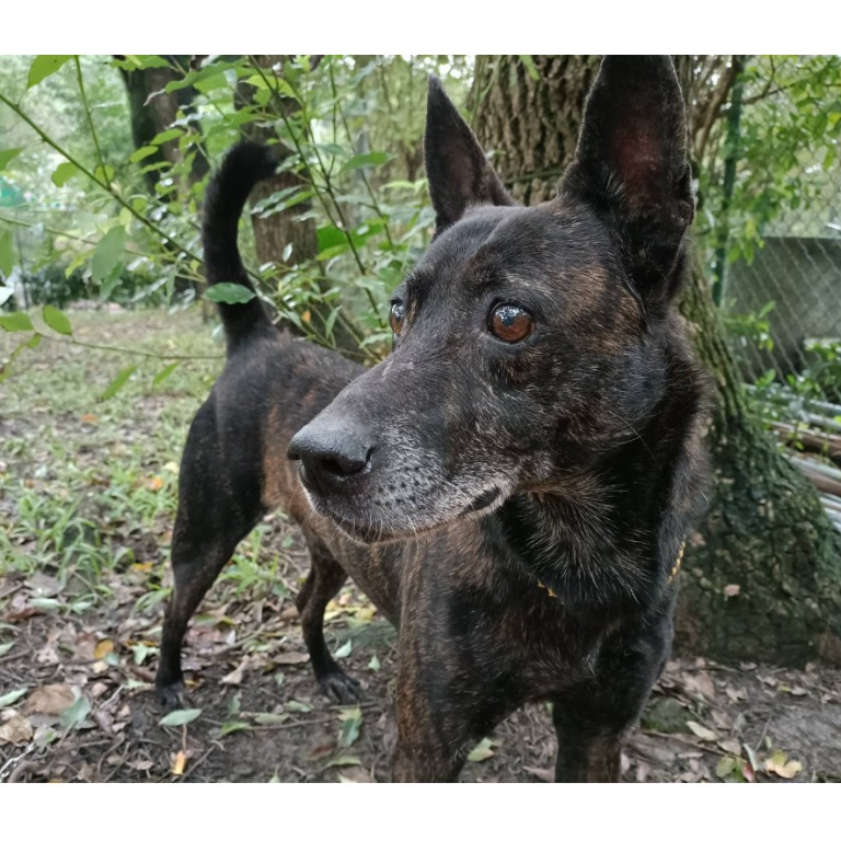 Black tabby adult male mixed-breed dog, Medium, shelter no. …2206