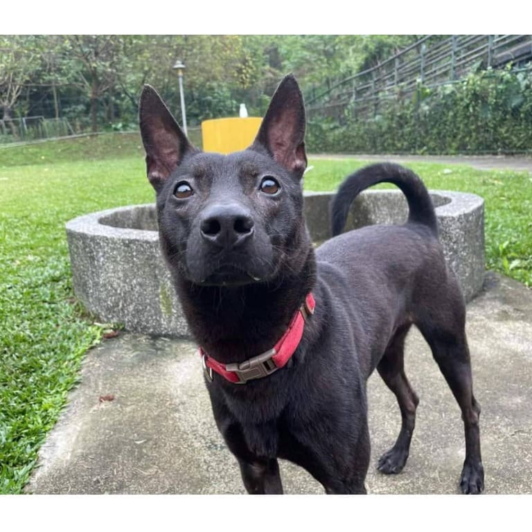 Black adult male mixed-breed dog, Medium, shelter no. …0204