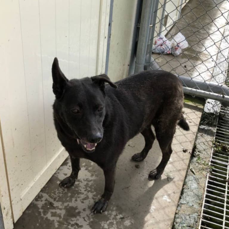 Photo of No. 105041304, Adult · Female · Medium · Mixed breed