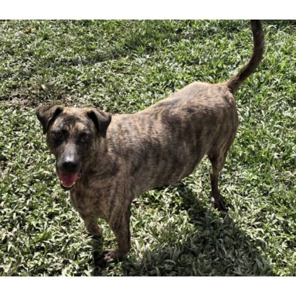 Photo of No. 109100307, Adult · Male · Medium · Mixed breed