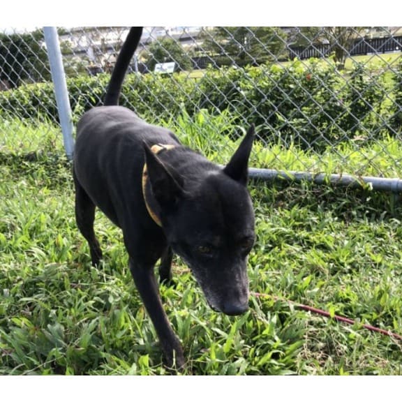 Black adult female mixed-breed dog, Medium, shelter no. …2101