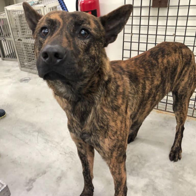 Photo of No. 112012005, Adult · Male · Medium · Mixed breed