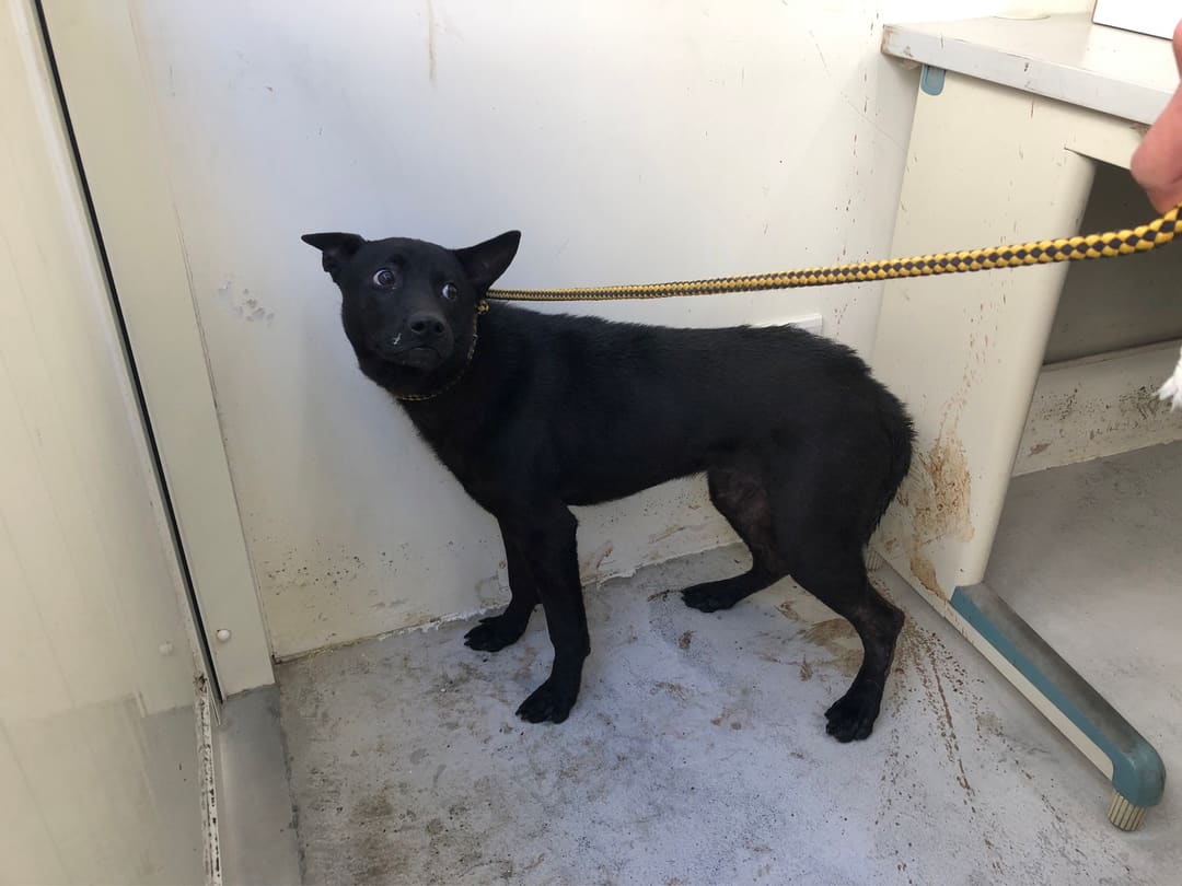 Photo of No. 112013002, Adult · Male · Medium · Mixed breed