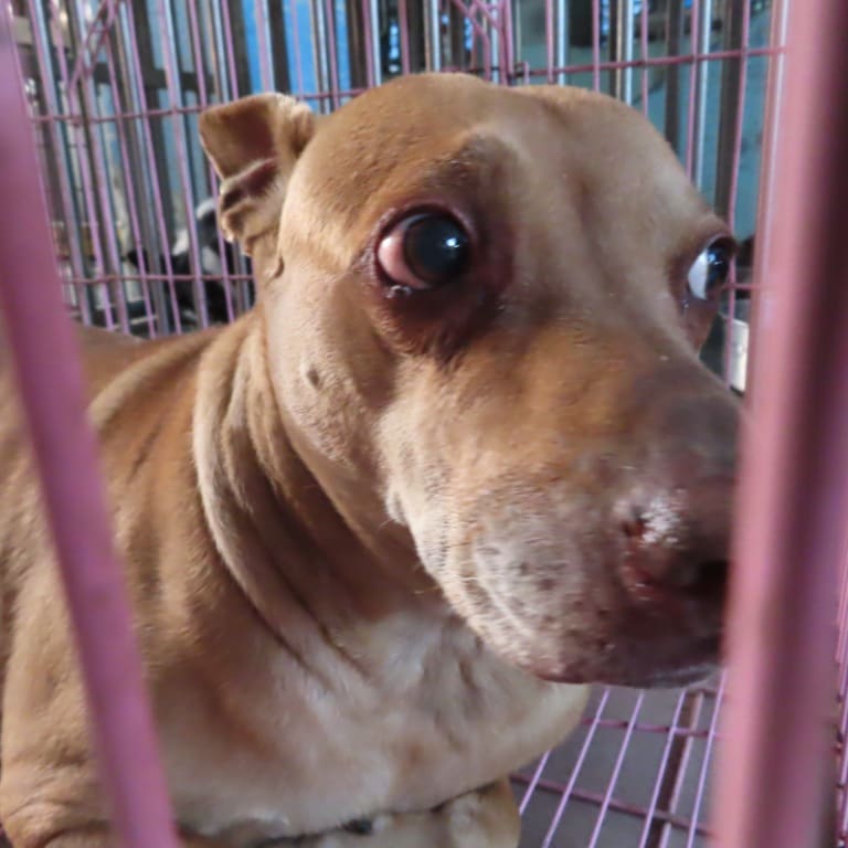 Tan adult female mixed-breed dog, Medium, shelter no. …1-11