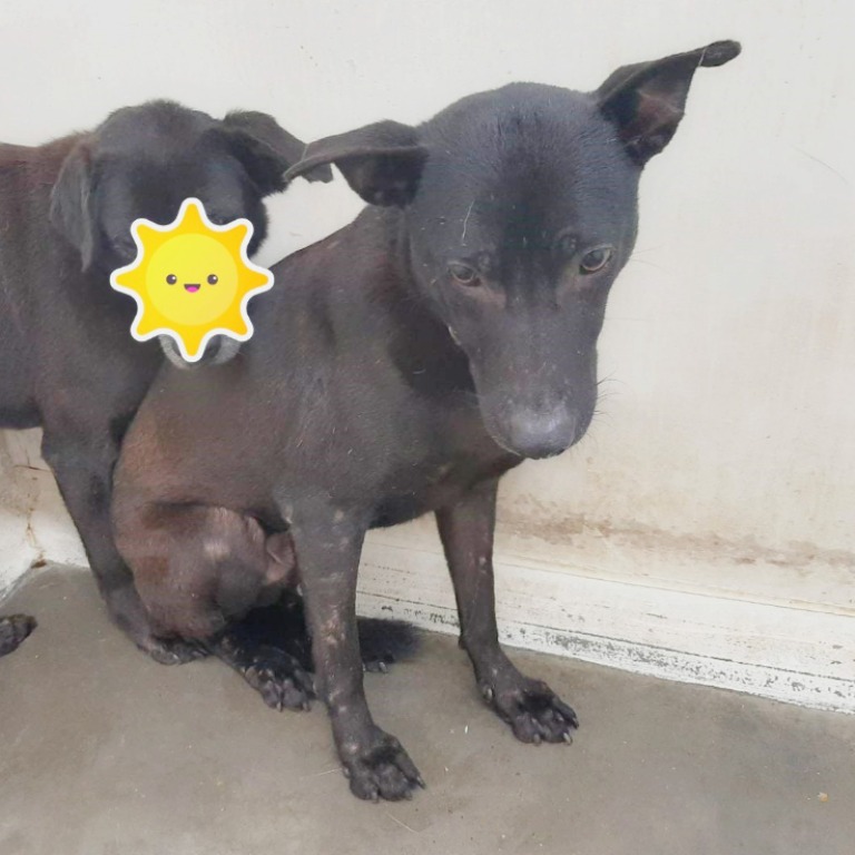 Black young male mixed-breed dog, Small, shelter no. …2906