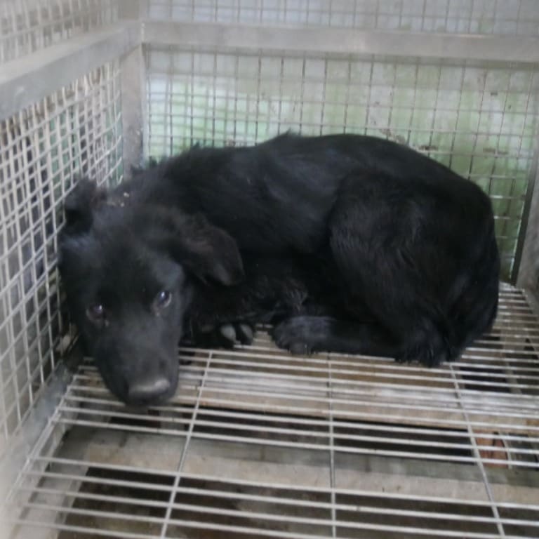 Photo of No. S120201-03, Adult · Female · Medium · Mixed breed