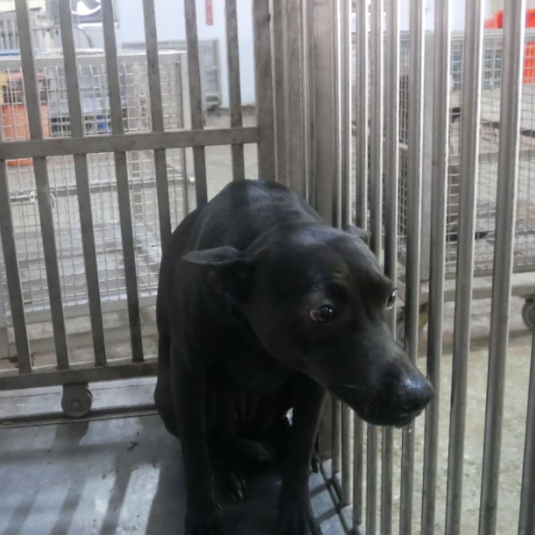 Black adult male mixed-breed dog, Medium, shelter no. …3-11