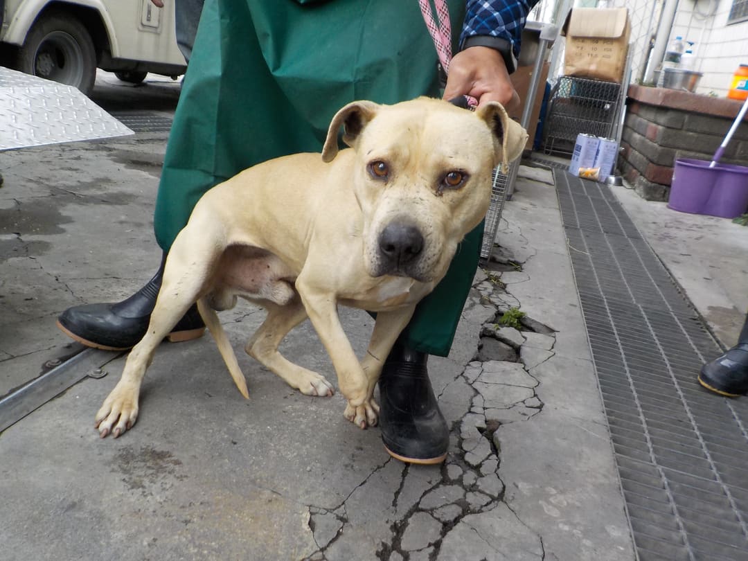 Photo of No. HAAAG1120203714, Adult · Male · Medium · Mixed breed