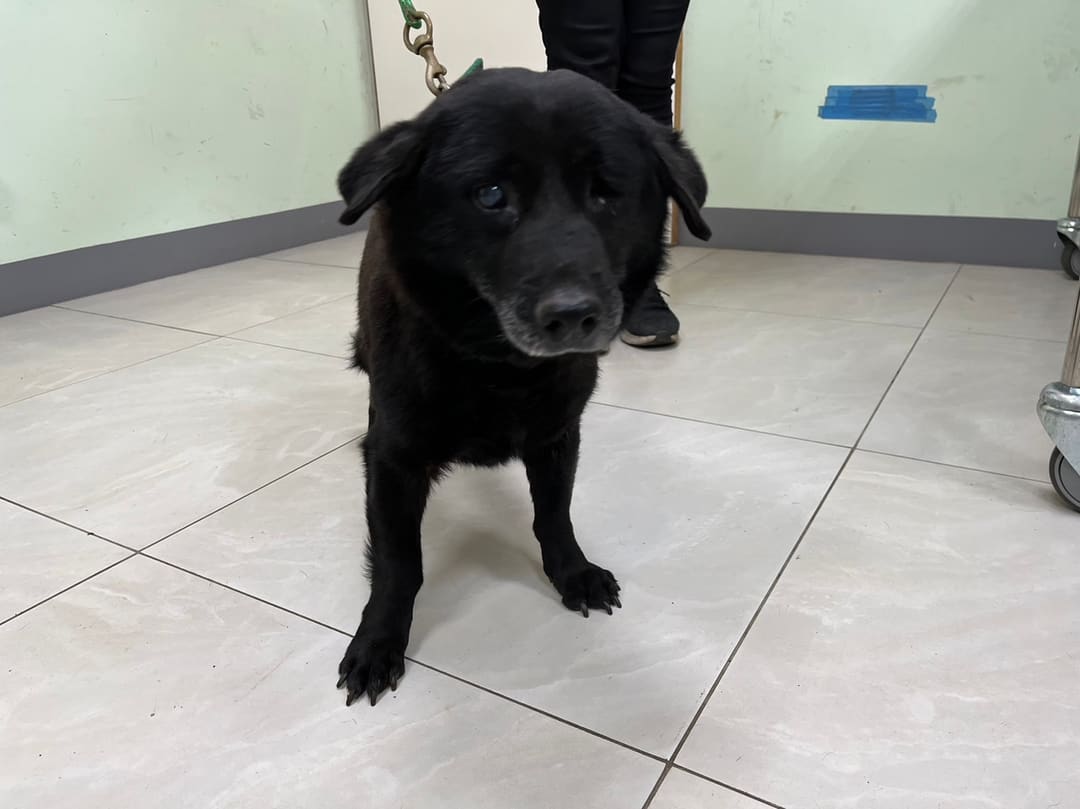 Photo of No. 1120203D02, Adult · Male · Medium · Mixed breed