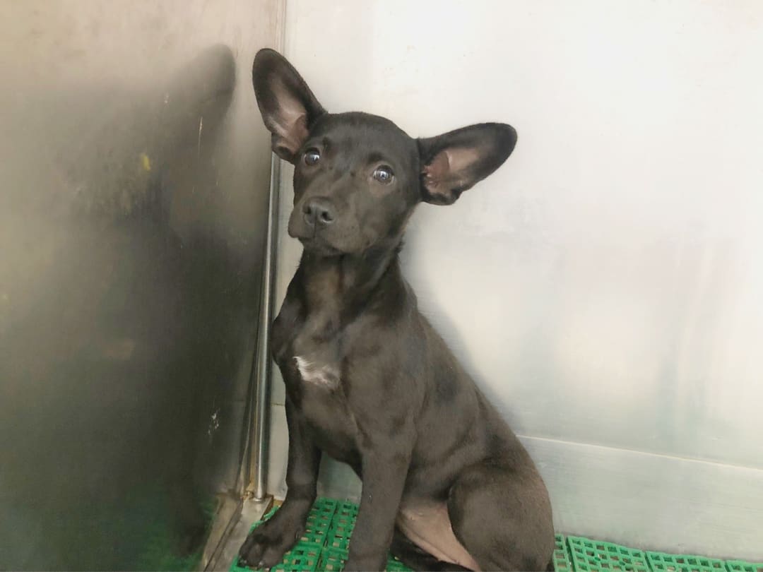 Photo of No. 112020907, Young · Female · Medium · Mixed breed