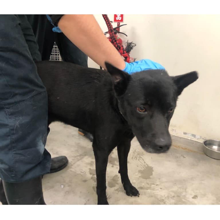 Photo of No. 112021305, Adult · Male · Medium · Mixed breed