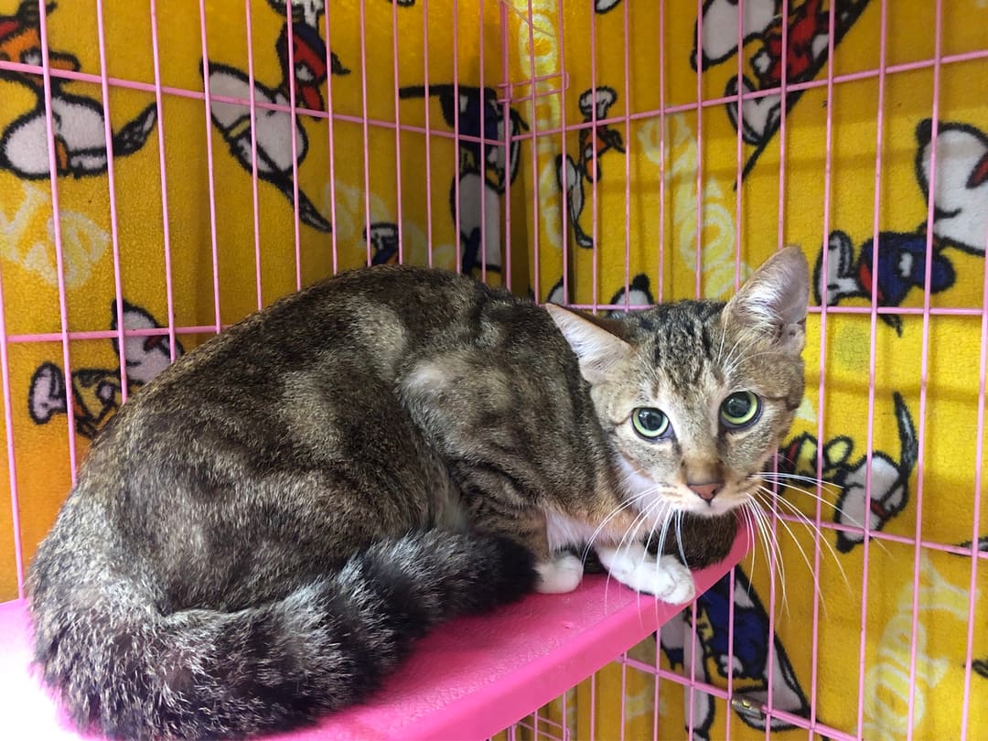 Photo of No. 112021306, Adult · Female · Medium · Mixed breed