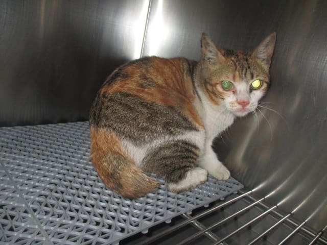 Photo of No. CAAAG1120214003, Adult · Female · Medium · Mixed breed