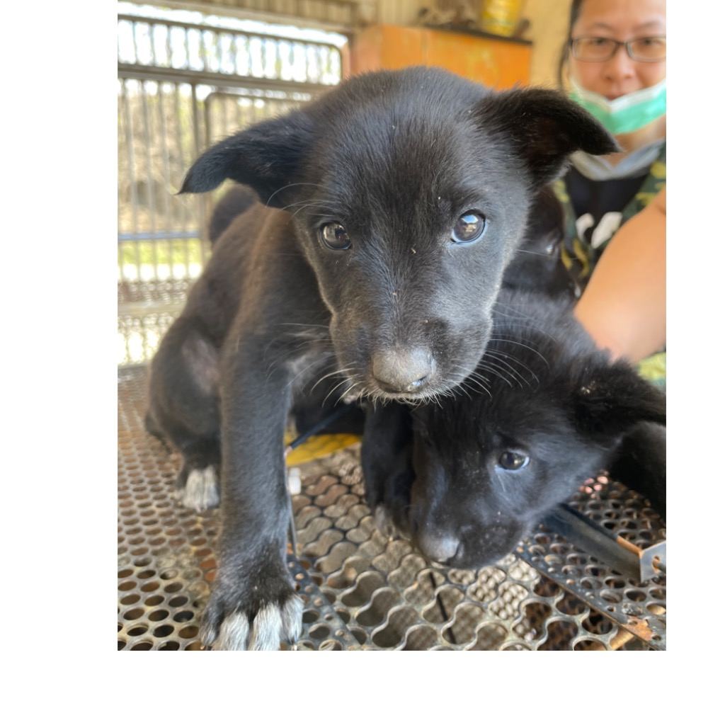 Photo of No. PAAAG1120217058, Young · Male · Medium · Mixed breed